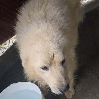 Great Pyrenees Dogs Available for Adoption in Jefferson City, Tennessee - Wyatt | PetCurious