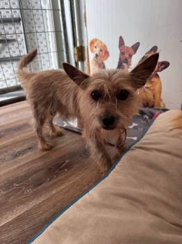 Rescue Shih Tzu and Yorkshire Terrier Dogs for Adoption in Pine Grove, Pennsylvania - Koda | PetCurious