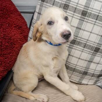 Obi Wan Kenobi -  Labrador Retriever and Mixed Breed Dog for Adoption in Pawling, New York - Obi Wan Kenobi | PetCurious
