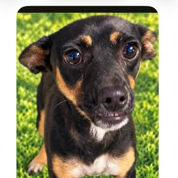 Peanut -  Chihuahua Dog for Adoption in Grand Junction, Colorado - Peanut | PetCurious