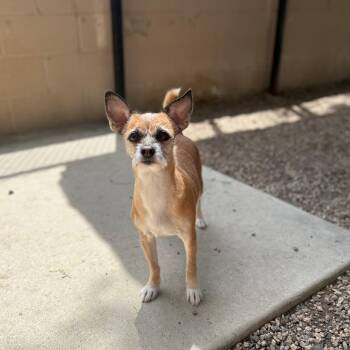 Kiara -  Chihuahua Dog Available for Adoption in Laguna Beach, California - Kiara | PetCurious