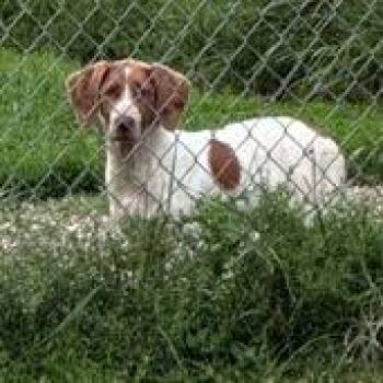 Cora -  Mixed Breed Dog for Adoption in Jeffersonville, Indiana - Cora | PetCurious