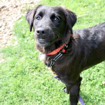 Ginny -  Shepherd Dog Available for Adoption in Briarcliff Manor, New York - Ginny | PetCurious