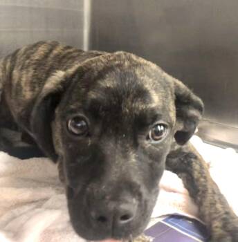 Rescue Mountain Cur Dogs for Adoption in Parma, Ohio - Lola | PetCurious