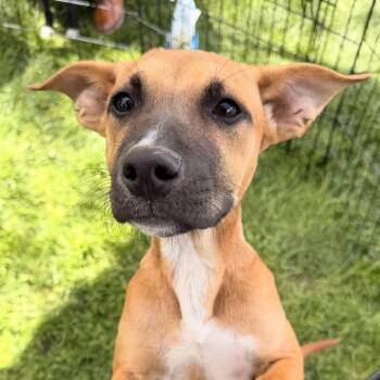 Labrador Retriever and Mixed Breed Dogs Available for Adoption in Carmel Hamlet, New York - Nala | PetCurious