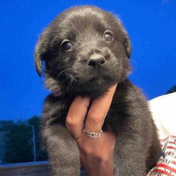 Dolinger Girl Pup 5-10 -  German Shepherd Dog and Golden Retriever Dog for Adoption in Fairfax Station, Virginia - Dolinger Girl Pup 5-10 | PetCurious