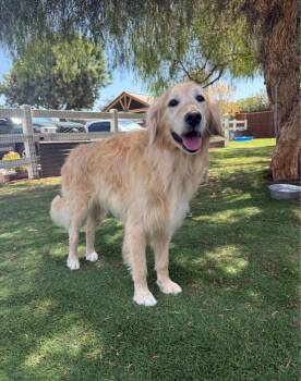 Murphy -  Golden Retriever Dog for Adoption in Temecula, California - Murphy | PetCurious