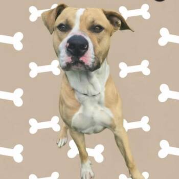 Frisco -  Terrier and Pit Bull Terrier Dog for Adoption in Elyria, Ohio - Frisco | PetCurious