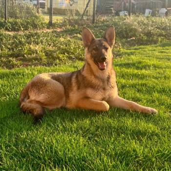 German Shepherd Dog Dogs Available for Adoption in Huntsville, Alabama - Oriana | PetCurious