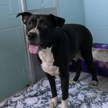 Checkers -  Mixed Breed Dog for Adoption in Port Charlotte, Florida - Checkers | PetCurious