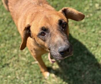Rescue Pit Bull Terrier and Mixed Breed Dogs for Adoption in Tulsa, Oklahoma - MARINA | PetCurious