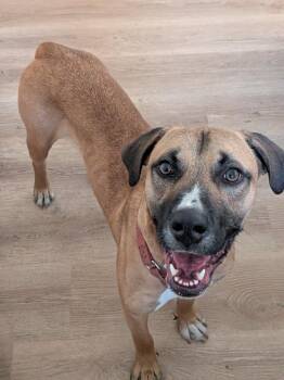 Rocky -  Black Mouth Cur and Mixed Breed Dog for Adoption in St. Augustine, Florida - Rocky | PetCurious