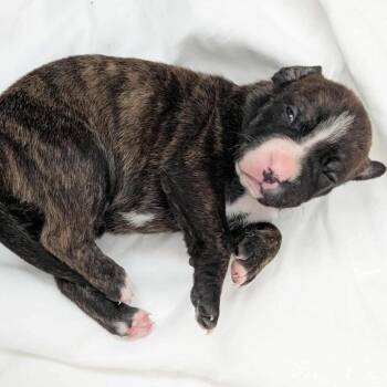 Boxer Dogs Available for Adoption - Java | PetCurious