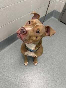 TERRI -  Pit Bull Terrier Dog for Adoption in Indianapolis, Indiana - TERRI | PetCurious