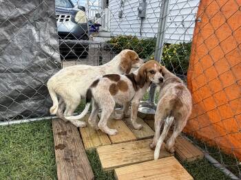 Patches -  Hound Dog for Adoption in Stuarts Draft, Virginia - Patches | PetCurious