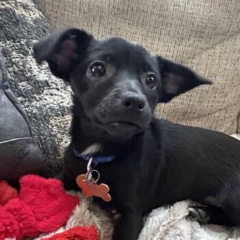 Chihuahua Dogs Available for Adoption - Tulip | PetCurious