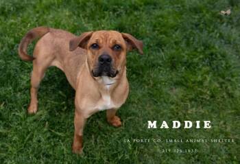 Maddie -  Mastiff and Beagle Dog Available for Adoption in La Porte, Indiana - Maddie | PetCurious