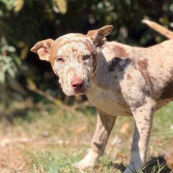 Dulce -  Catahoula Leopard Dog and Mixed Breed Dog for Adoption in Portland, Oregon - Dulce | PetCurious