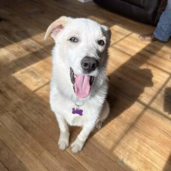 Great Pyrenees and Mixed Breed Dogs Available for Adoption - Rooster | PetCurious