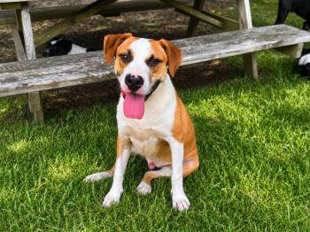 Xavier -  Hound Dog for Adoption in Orangeburg, South Carolina - Xavier | PetCurious