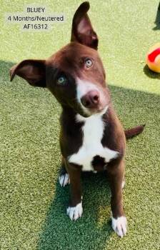 Bluey -  Pit Bull Terrier and Mixed Breed Dog for Adoption - Bluey | PetCurious