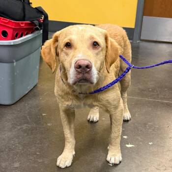 Lafayette -  Retriever and Mixed Breed Dog for Adoption in Norman, Oklahoma - Lafayette | PetCurious