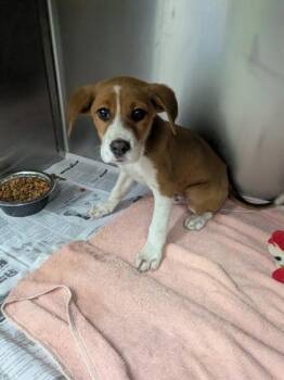 Mixed Breed Dogs Available for Adoption in Louisburg, North Carolina - Gelato | PetCurious