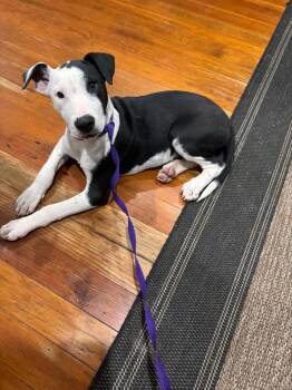 Rescue Hound Dogs for Adoption in New York, New York - Nate | PetCurious