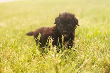 Goldendoodle and Mixed Breed Dogs Available for Adoption in Gradyville, Kentucky - DeeDee - Transport | PetCurious