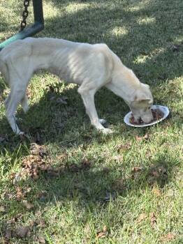 Rescue Husky Dogs for Adoption in Brookshire, Texas - Whitman | PetCurious