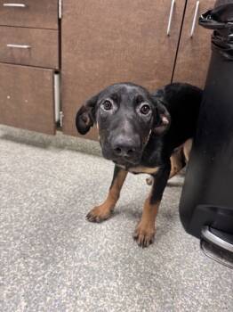 Rescue Belgian Shepherd Malinois and German Shepherd Dog Dogs for Adoption in Houston, Texas - Wallace | PetCurious