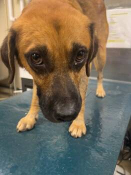 Hitch -  Black Mouth Cur Dog for Adoption in Mobile, Alabama - Hitch | PetCurious