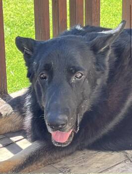 Mayo -  German Shepherd Dog Dog Available for Adoption in Suamico, Wisconsin - Mayo | PetCurious