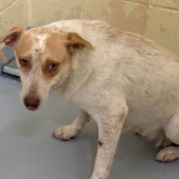 Mixed Breed Dogs Available for Adoption in Lufkin, Texas - English Muffin | PetCurious