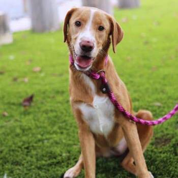 Lisette -  Retriever and Mixed Breed Dog for Adoption in Atlanta, Georgia - Lisette | PetCurious