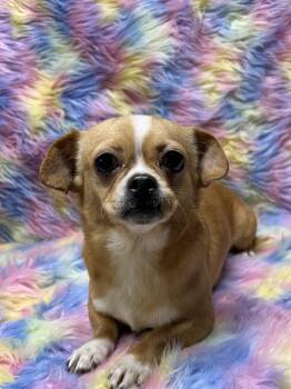 PENNY -  Chihuahua and Pekingese Dog for Adoption in Elyria, Ohio - PENNY | PetCurious