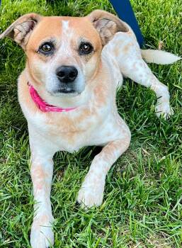 Australian Cattle Dog Blue Heeler Dogs Available for Adoption in Whitewater, Wisconsin - Charlie | PetCurious