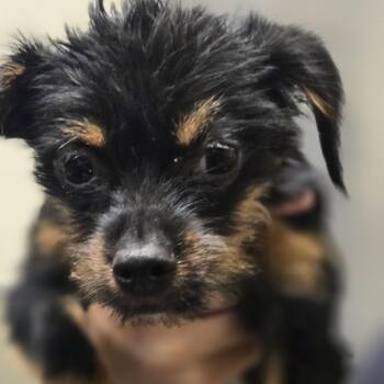 Tribal collar -  Mixed Breed Dog Available for Adoption in Sonoma, California - Tribal Collar | PetCurious