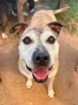 YOLO -  American Staffordshire Terrier and Mixed Breed Dog for Adoption in York, South Carolina - YOLO | PetCurious