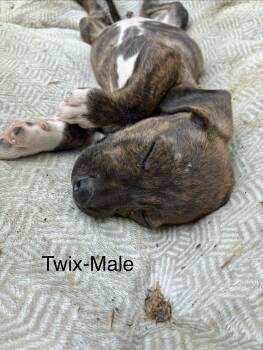 Hound Dogs Available for Adoption in Manchester, Connecticut - Twix | PetCurious