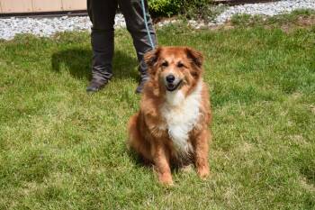 Australian Shepherd and Shetland Sheepdog Sheltie Dogs Available for Adoption in North Judson, Indiana - Jack | PetCurious