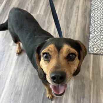 Maple -  Beagle Dog for Adoption in Muncie, Indiana - Maple | PetCurious