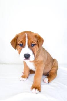 Pit Bull Terrier Dogs Available for Adoption in Bixby, Oklahoma - Tangerine | PetCurious
