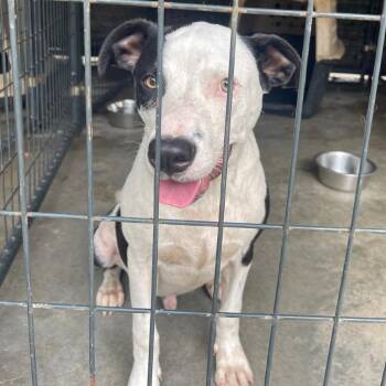 Kenobi -  Mixed Breed Dog for Adoption in Valley, Alabama - Kenobi | PetCurious