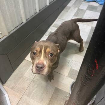 CAAS-Stray-2980 -  Pit Bull Terrier Dog for Adoption in Homer, New York - CAAS-Stray-2980 | PetCurious
