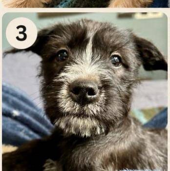 Bugs -  Mixed Breed Dog Available for Adoption in Eutawville, South Carolina - Bugs | PetCurious