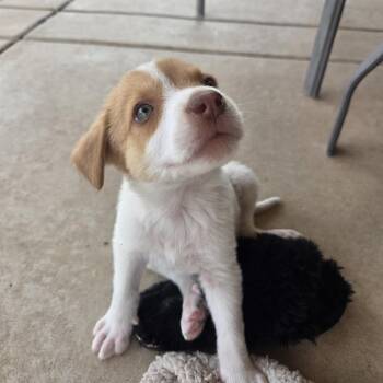 Timber -  Australian Cattle Dog Blue Heeler and Labrador Retriever Dog for Adoption in Cave Creek, Arizona - Timber | PetCurious