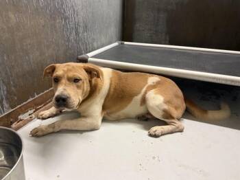 MORK -  Shar Pei and Mixed Breed Dog for Adoption in Conroe, Texas - MORK | PetCurious