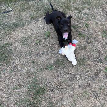 Black Labrador Retriever Dogs Available for Adoption in Mico, Texas - Baby Boy  | PetCurious