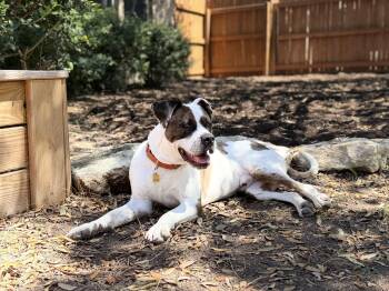 Boxer Dogs Available for Adoption in Mico, Texas - Russell | PetCurious